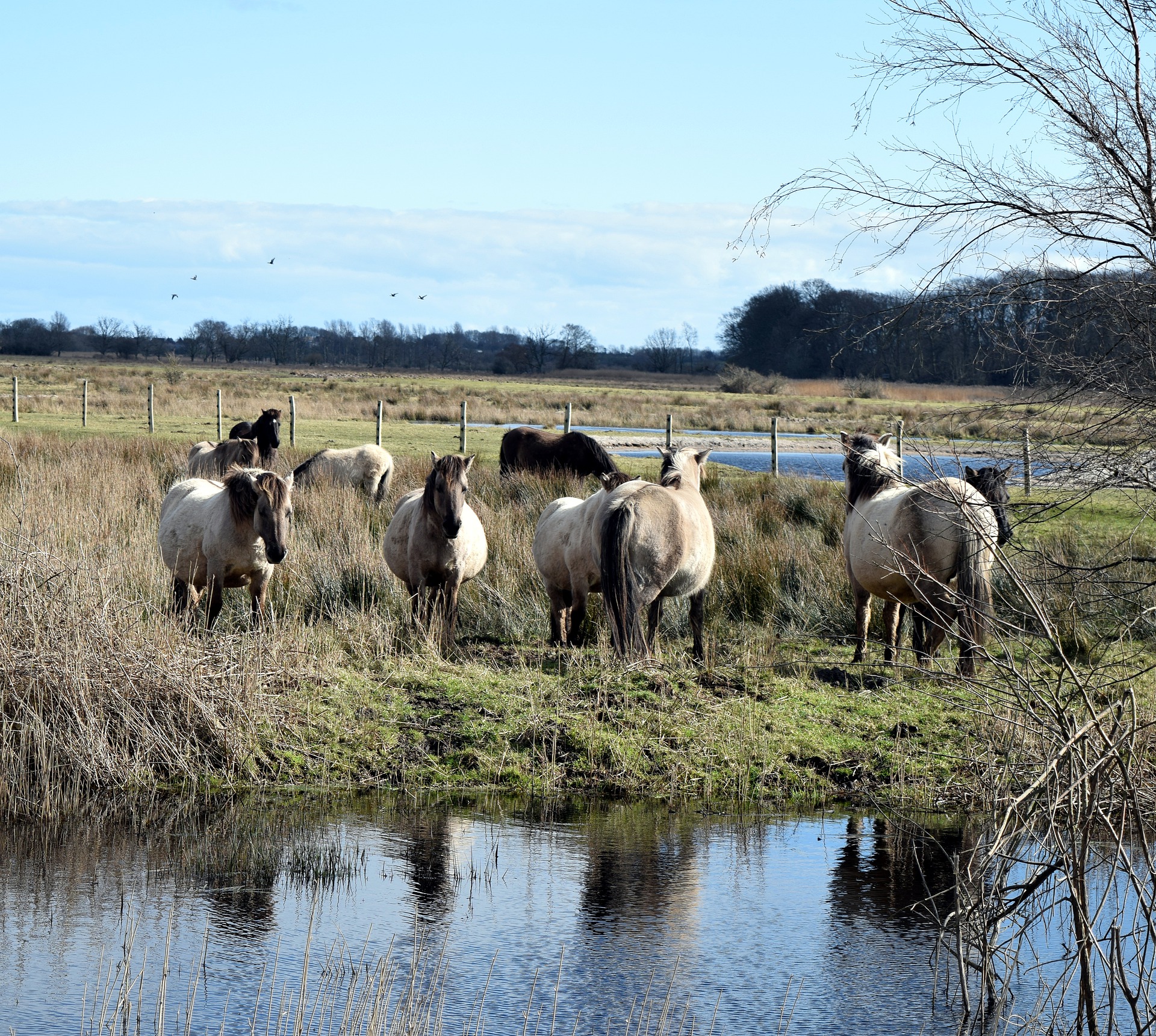 Konik Pferde naturschutzgebiet cuxhavener küstenheiden