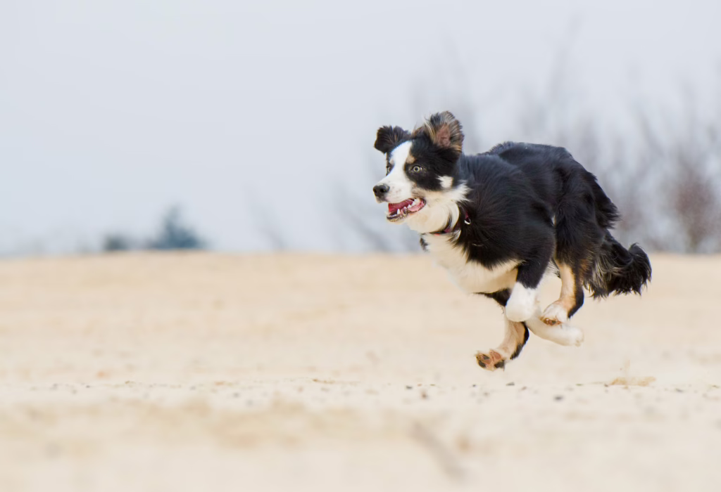 Hund am Strand